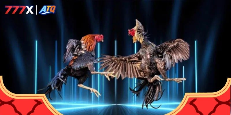 Mẹo chơi đá gà mỹ nhập hay ho